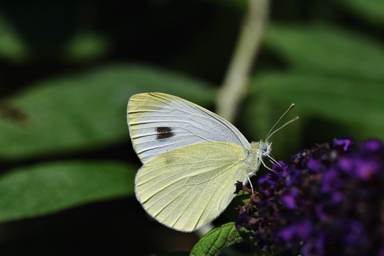 butterfly, green-veined white, insect-6484906.jpg